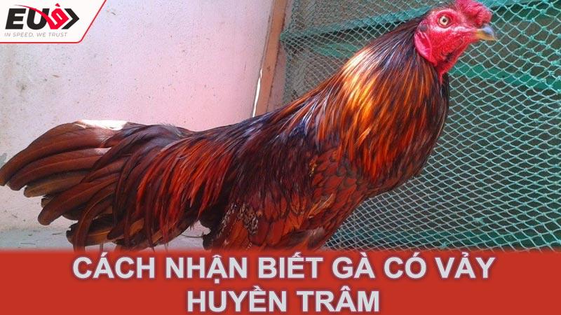 Cách nhận biết gà có vảy huyền trâm