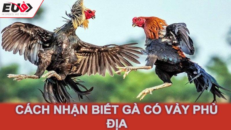 Cách nhận biết gà có vảy phủ địa