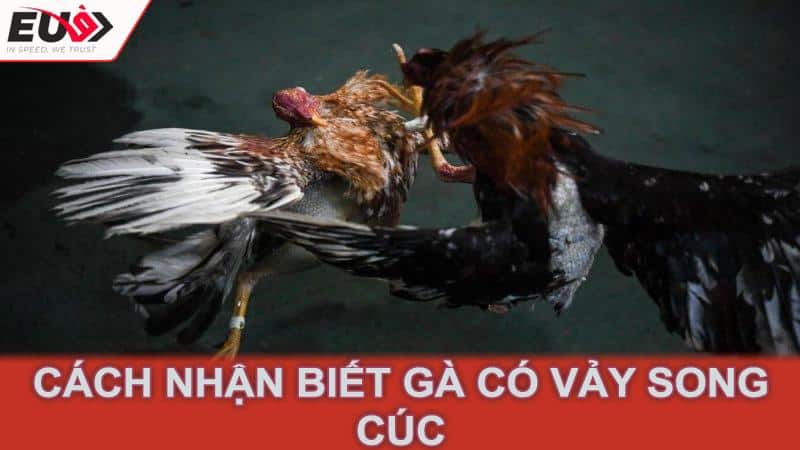 Cách Nhận Biết Gà Có Vảy Song Cúc