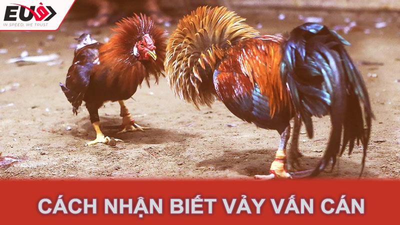 Cách nhận biết vảy vấn cán