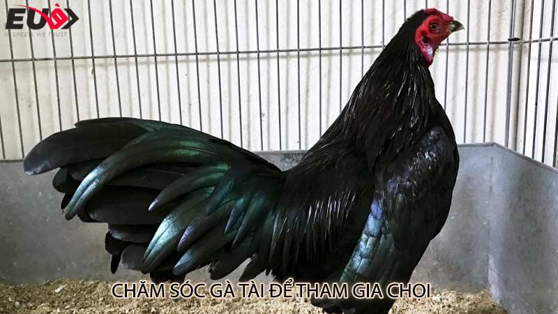 Chăm sóc gà tài để tham gia chọi