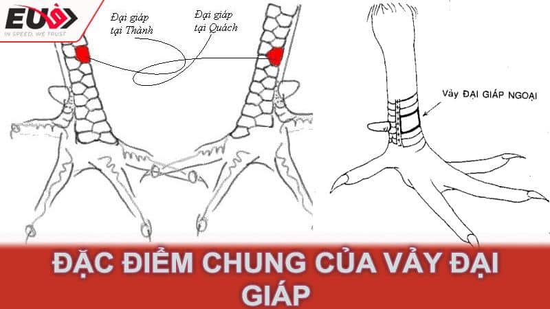 Đặc điểm chung của vảy đại giáp