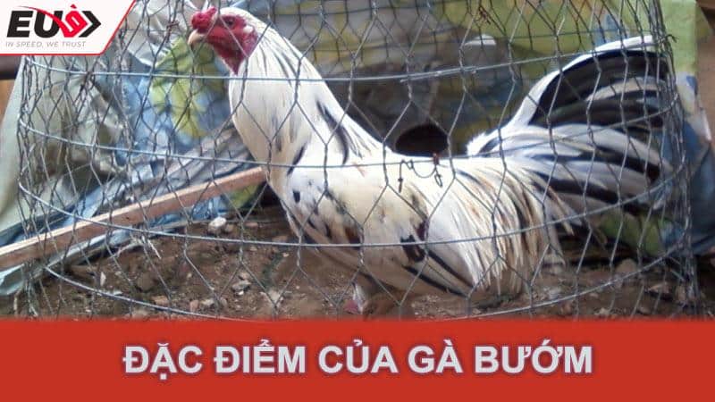 Đặc điểm của gà bướm