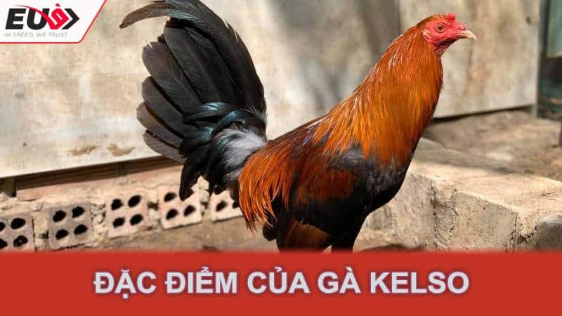 Đặc điểm của gà Kelso