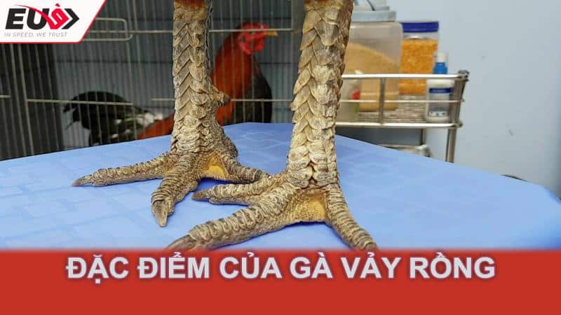 Đặc điểm của gà vảy rồng