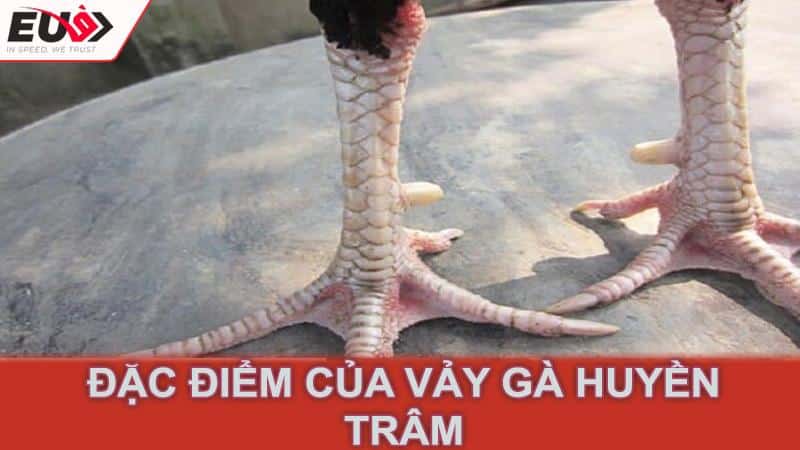 Đặc điểm của vảy gà huyền trâm