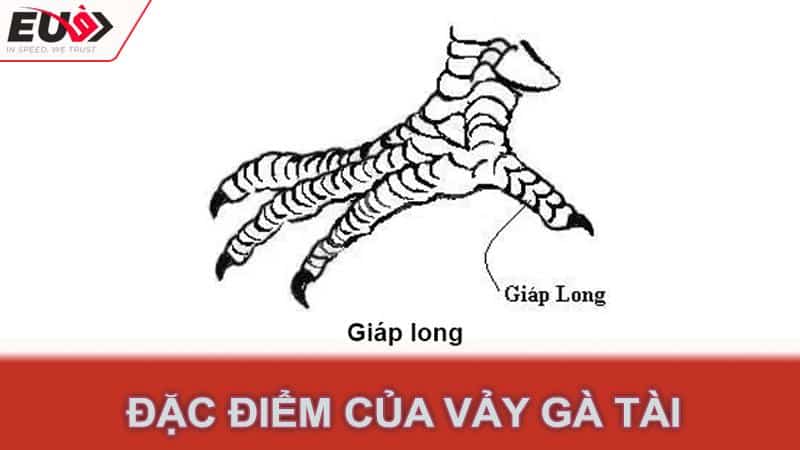 Đặc điểm của vảy gà tài