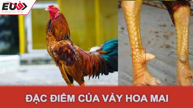 Đặc điểm của vảy hoa mai