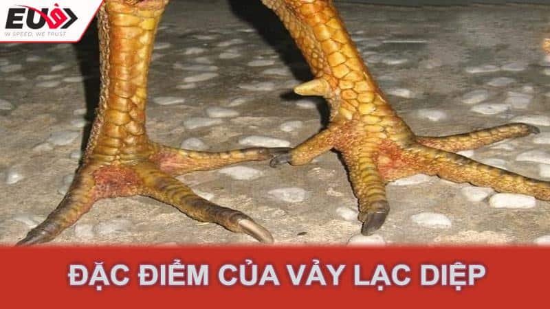 Đặc điểm của vảy lạc diệp