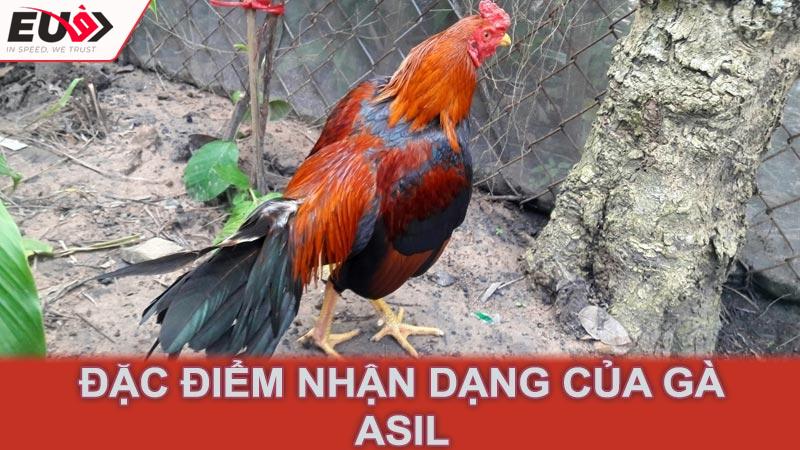 Đặc điểm nhận dạng của gà Asil