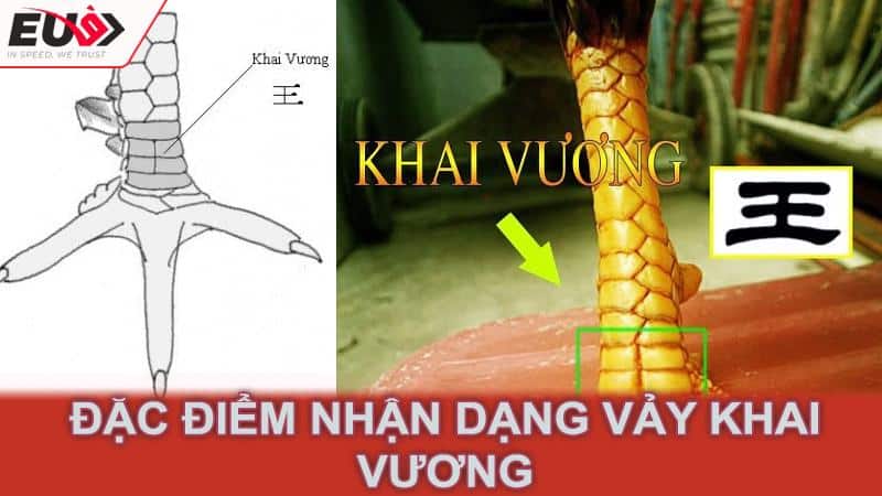 Đặc điểm nhận dạng vảy khai vương