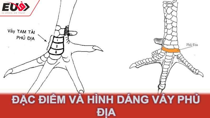 Đặc điểm và hình dáng vảy phủ địa