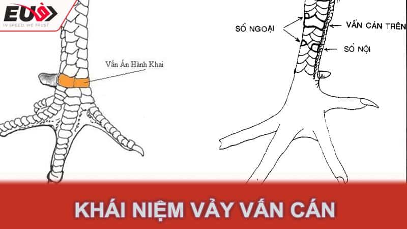 Khái niệm vảy vấn cán