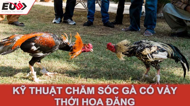 Kỹ thuật chăm sóc gà có vảy thới hoa đăng