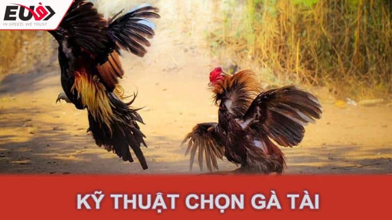 Kỹ thuật chọn gà tài