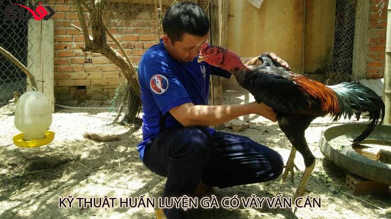 Kỹ thuật huấn luyện gà có vảy vấn cán