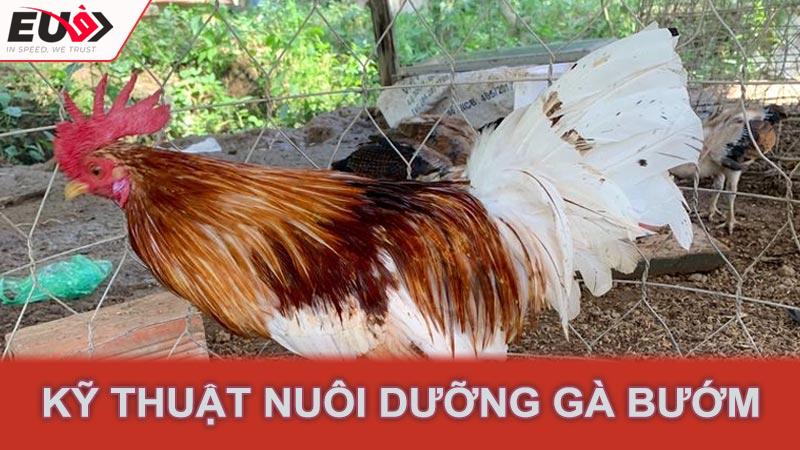 Kỹ thuật nuôi dưỡng gà bướm