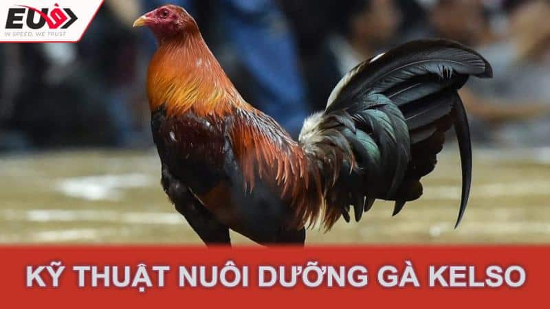 Kỹ thuật nuôi dưỡng gà Kelso