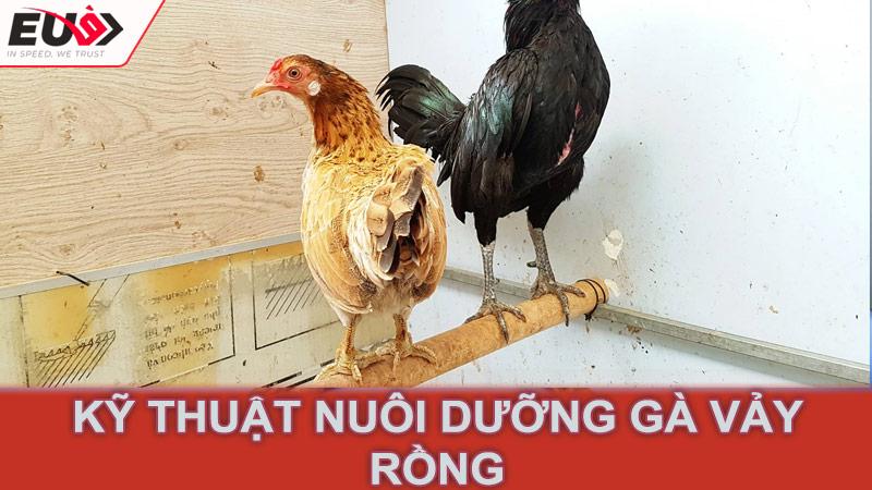 Kỹ thuật nuôi dưỡng gà vảy rồng