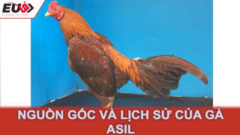 Nguồn gốc và lịch sử của gà Asil