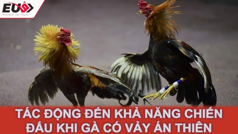 Tác động đến khả năng chiến đấu khi gà có vảy án thiên