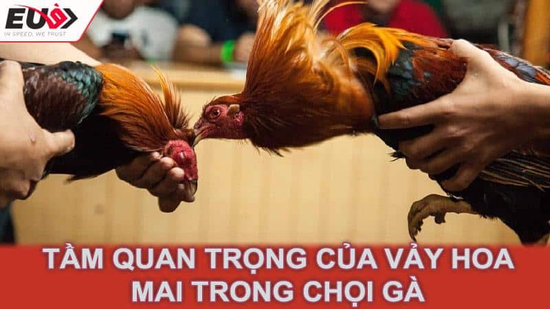 Tầm quan trọng của vảy hoa mai trong chọi gà