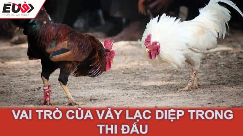 Vai trò của vảy lạc diệp trong thi đấu