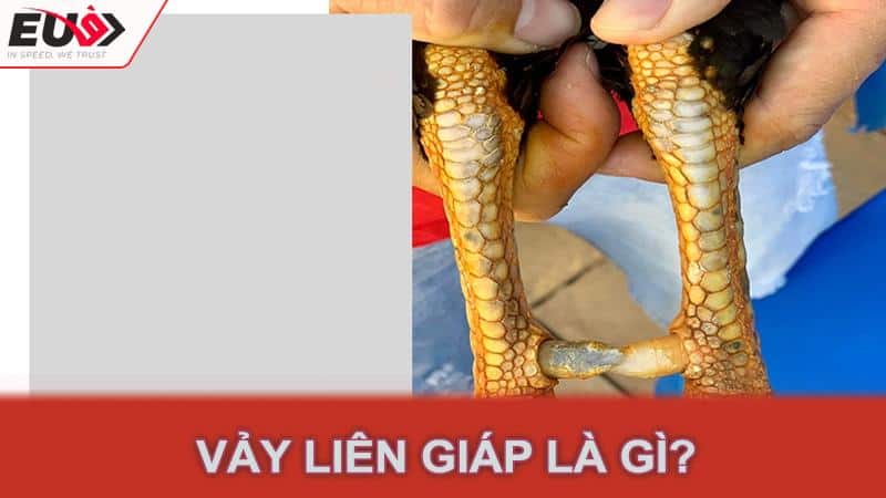 Vảy liên giáp là gì?