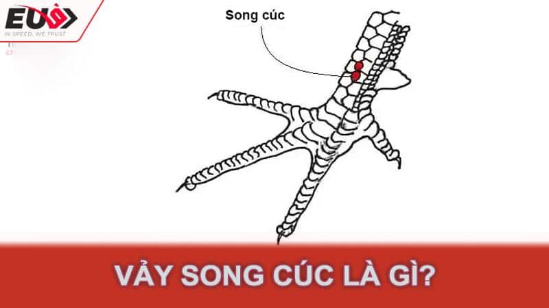 Vảy Song Cúc là gì?