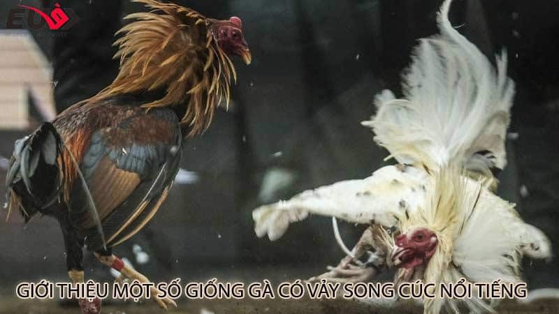 Giới Thiệu Một Số Giống Gà Có Vảy Song Cúc Nổi Tiếng