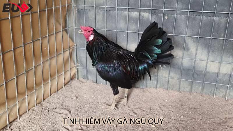 Tính hiếm vảy gà ngũ quỷ