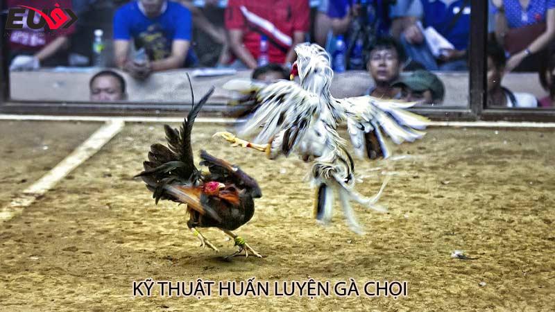 Kỹ thuật huấn luyện gà chọi