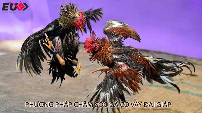 Phương pháp chăm sóc gà có vảy đại giáp