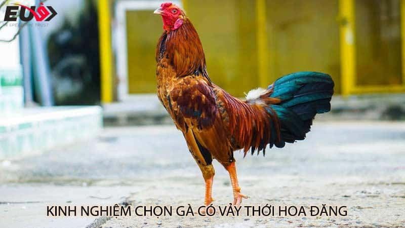 Kinh nghiệm chọn gà có vảy thới hoa đăng