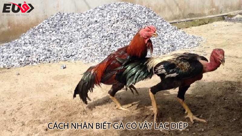 Cách nhận biết gà có vảy lạc diệp