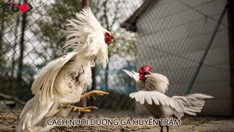 Cách nuôi dưỡng gà huyền trâm